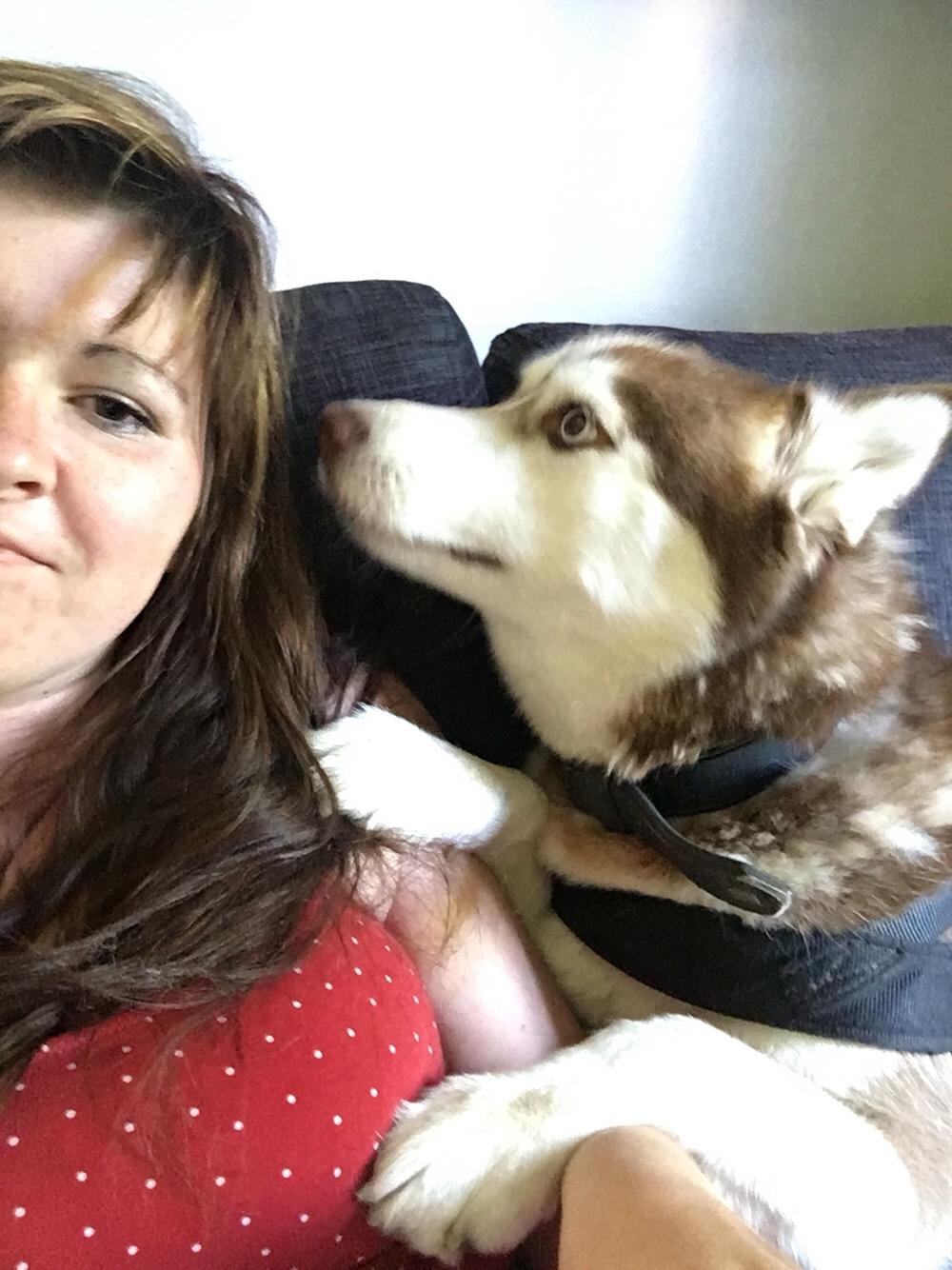 Siberian husky Fluffi billede 29