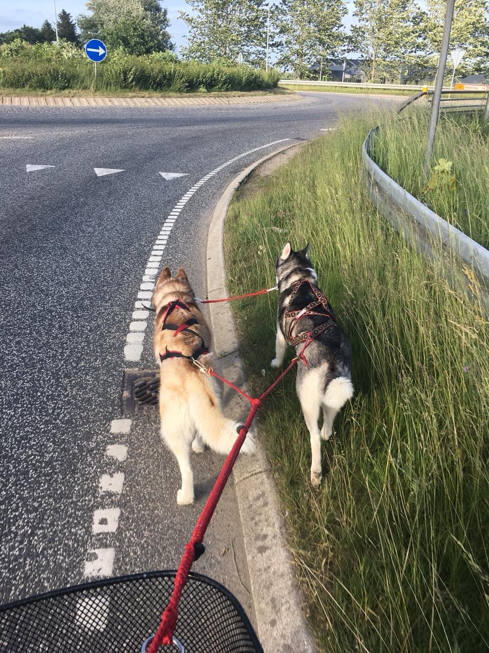 Siberian husky Fluffi billede 27