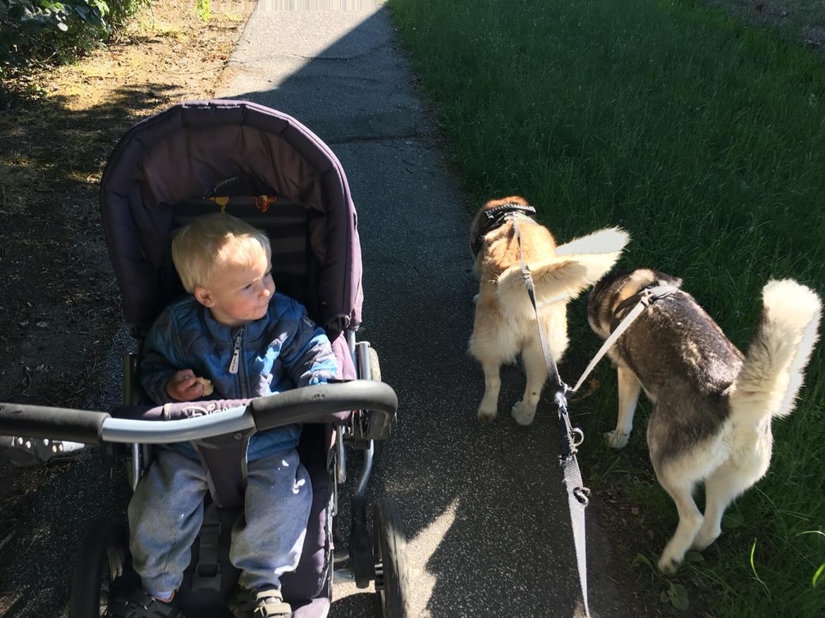 Siberian husky Fluffi billede 24