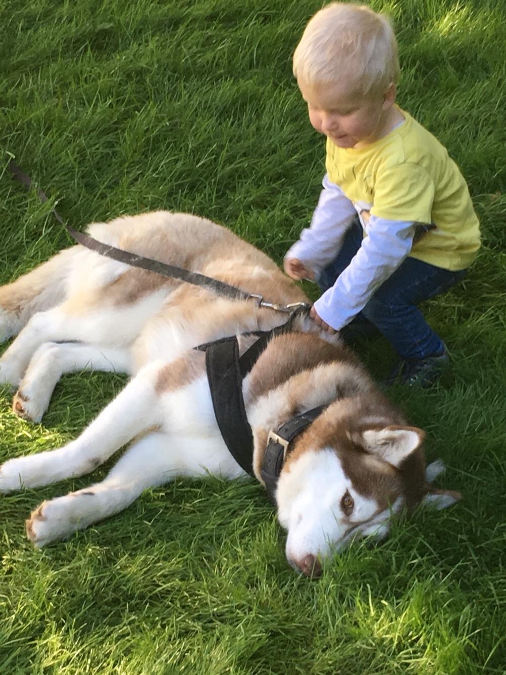 Siberian husky Fluffi billede 30