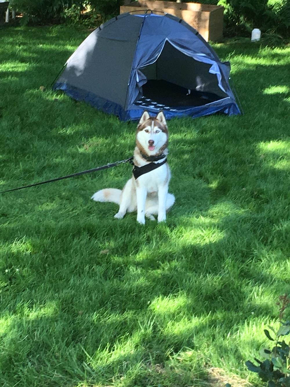 Siberian husky Fluffi billede 31