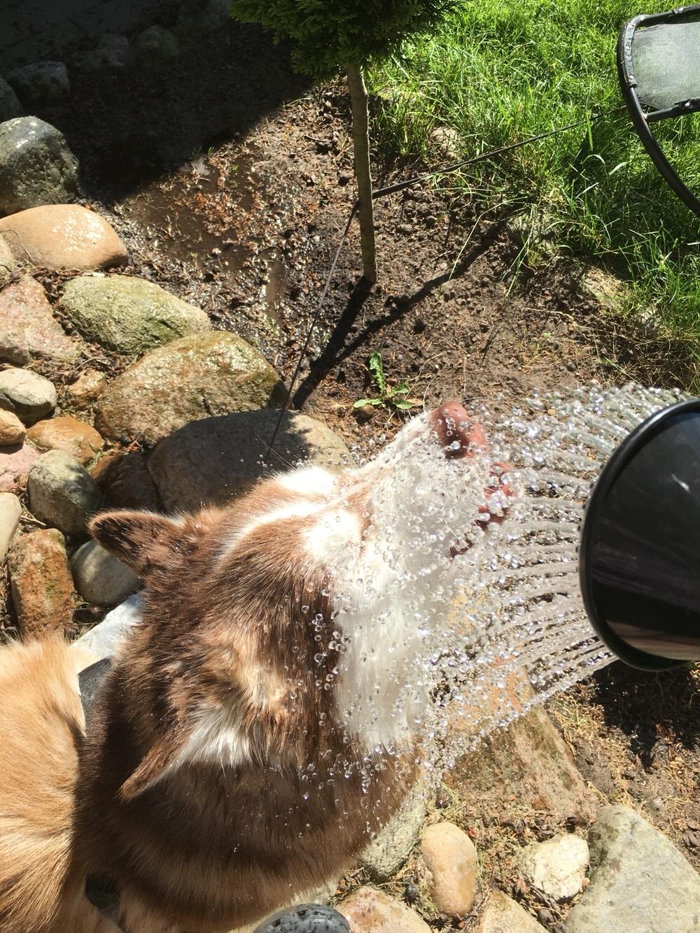 Siberian husky Fluffi billede 33