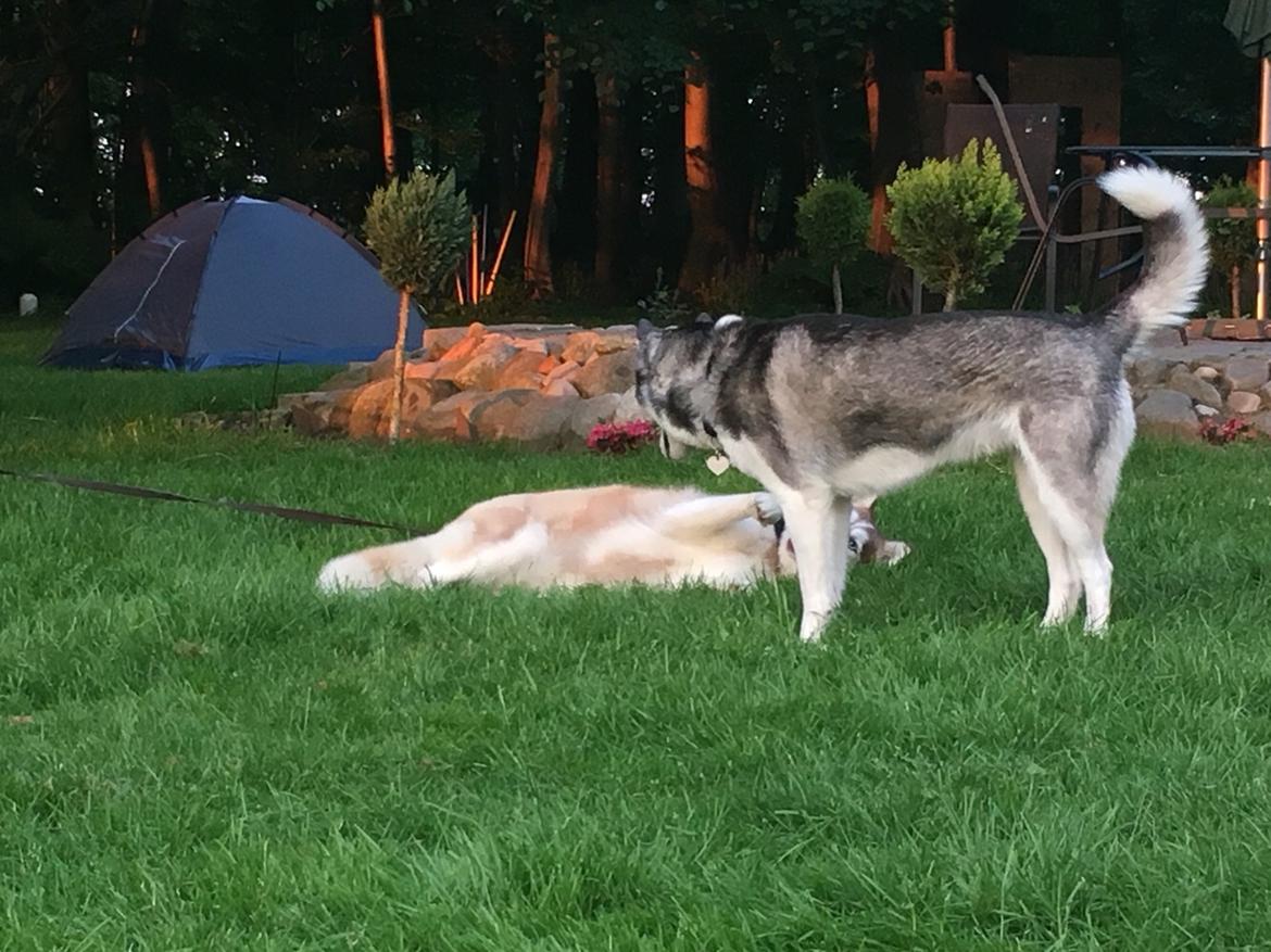 Siberian husky Fluffi billede 35