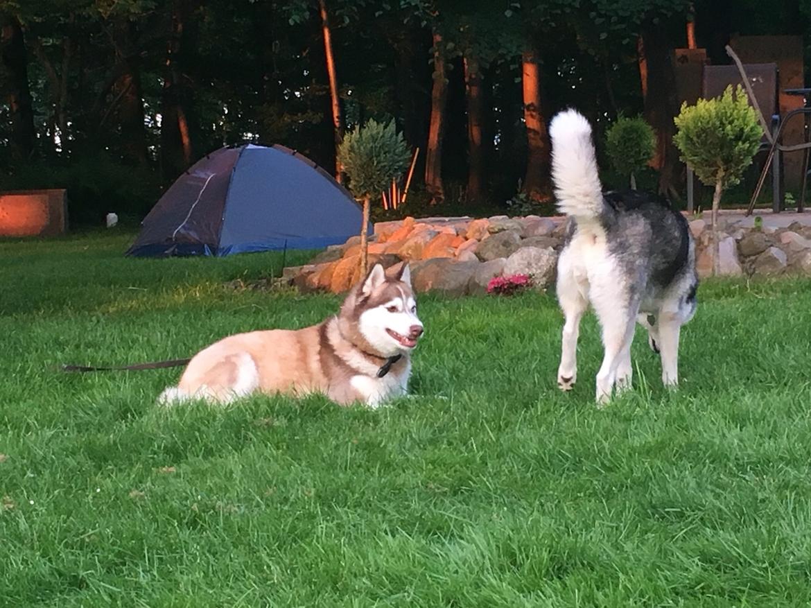 Siberian husky Fluffi billede 34