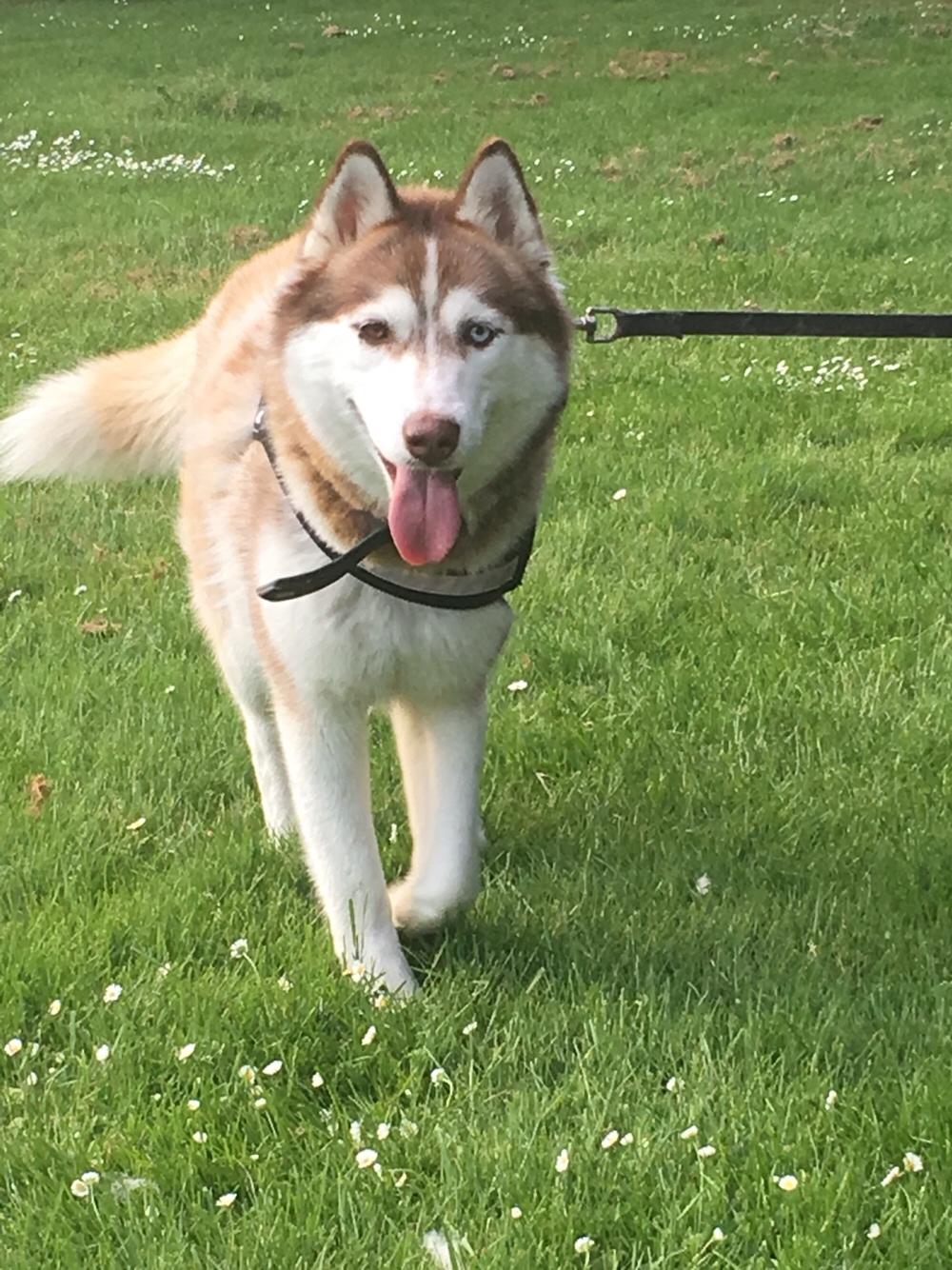 Siberian husky Fluffi billede 36