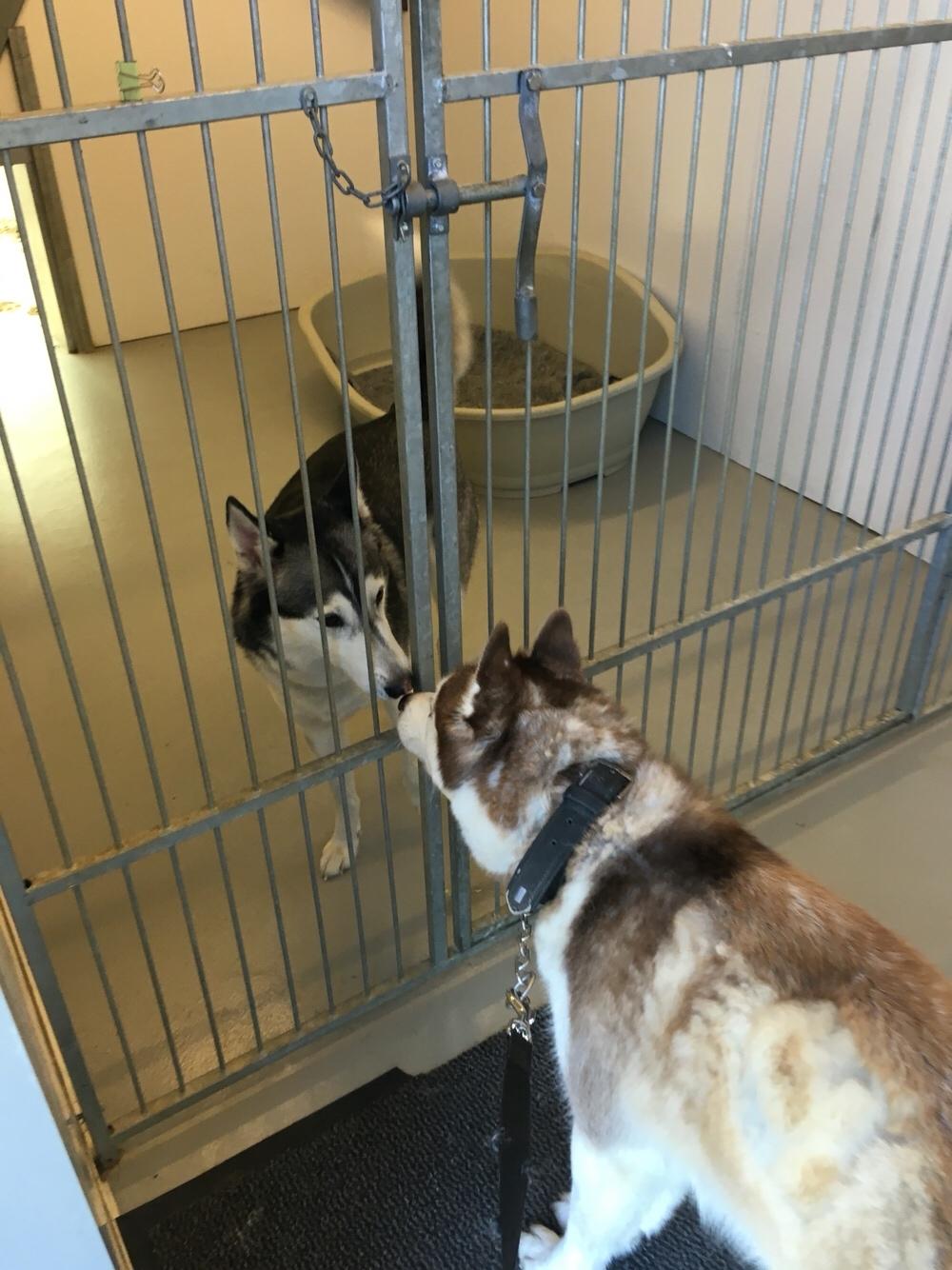 Siberian husky Fluffi billede 38