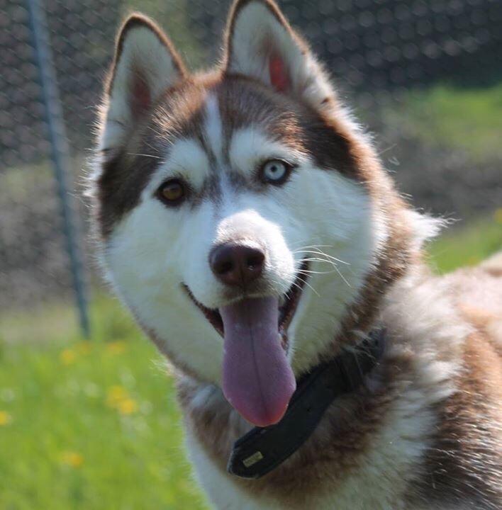 Siberian husky Fluffi billede 39