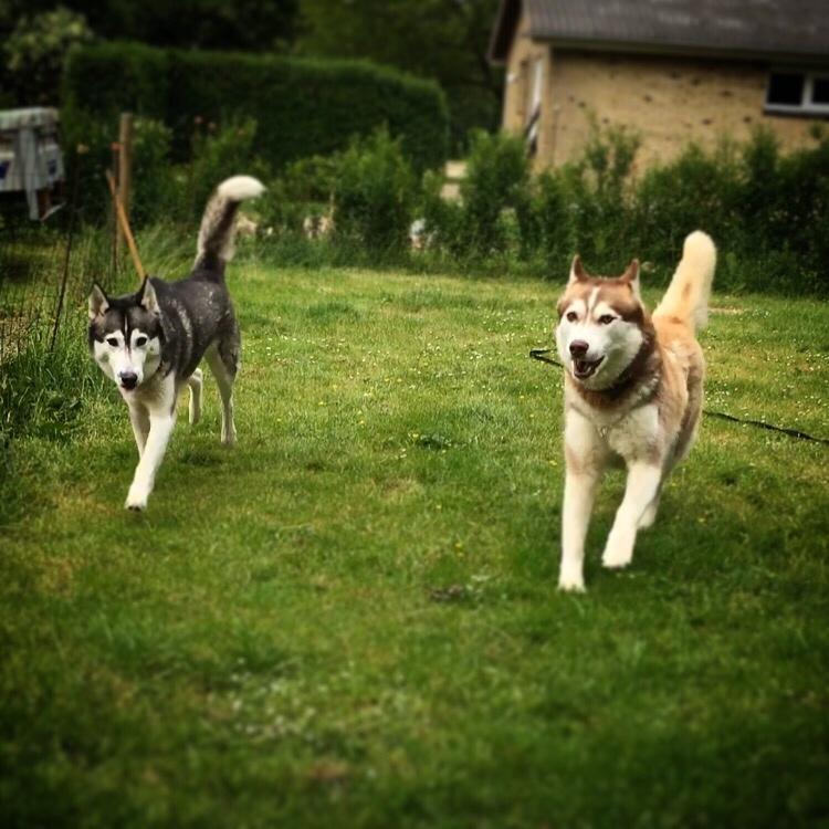 Siberian husky Fluffi billede 2