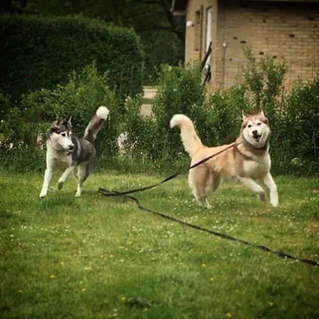 Siberian husky Fluffi billede 3