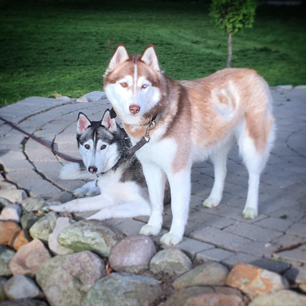 Siberian husky Fluffi billede 5