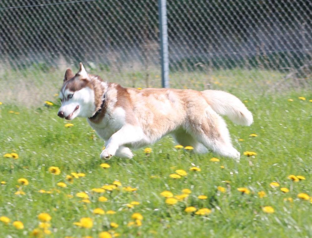 Siberian husky Fluffi billede 40