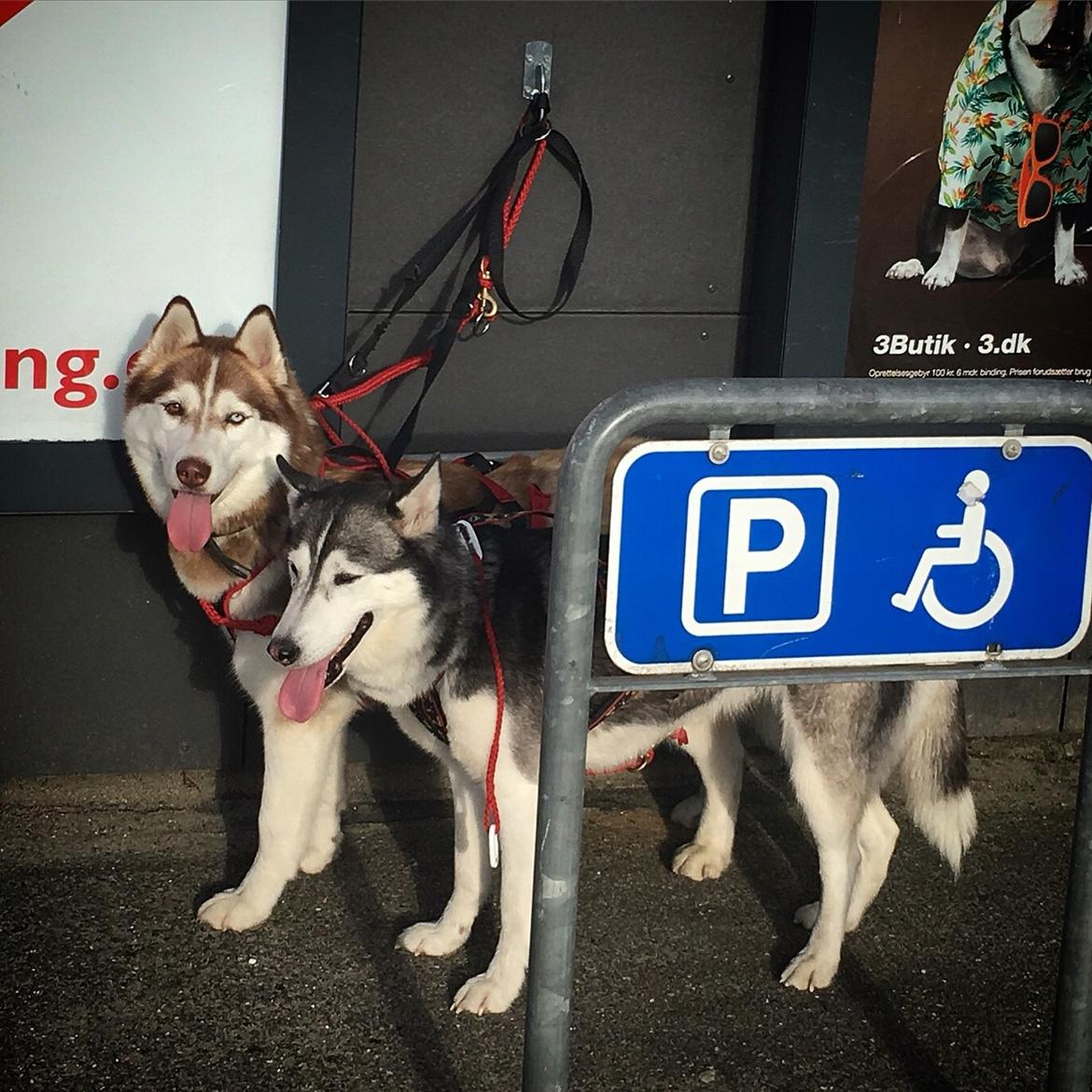 Siberian husky Fluffi billede 7