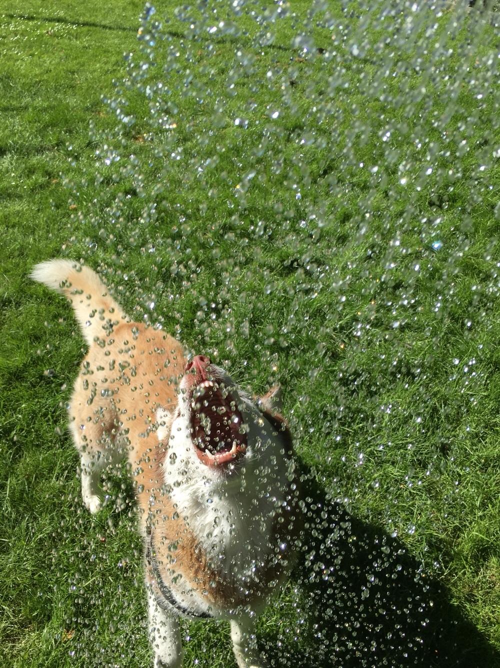 Siberian husky Fluffi billede 32