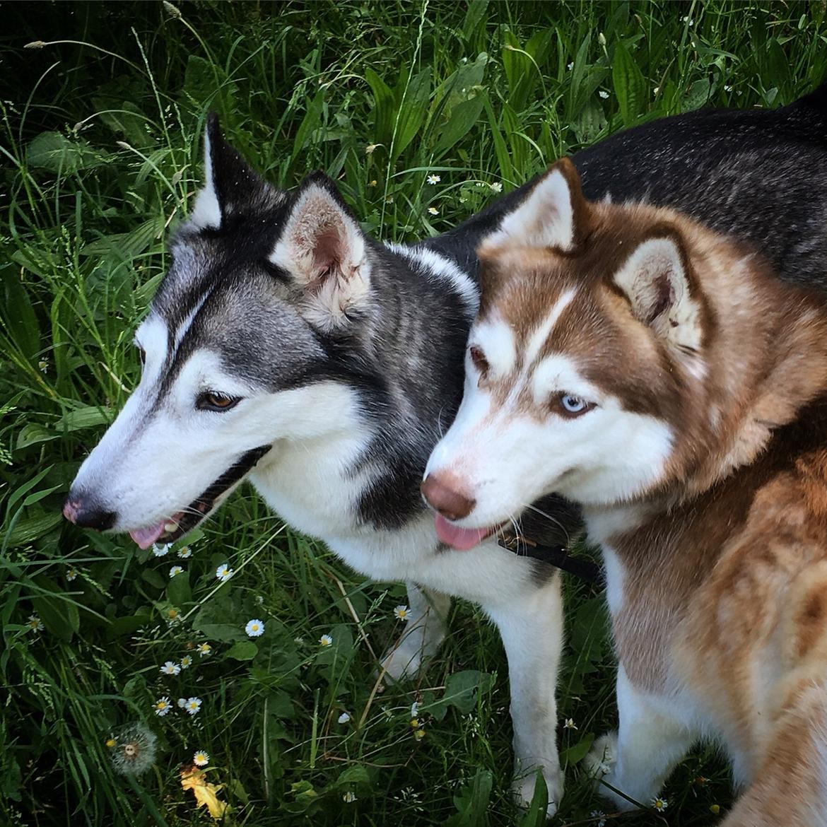 Siberian husky Fluffi billede 10