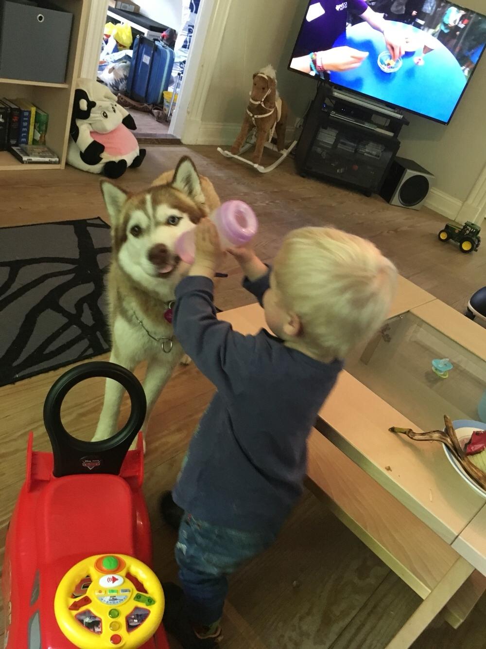 Siberian husky Fluffi billede 41