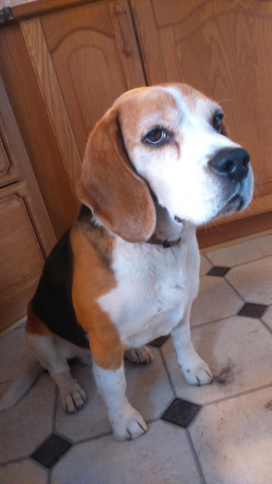 Beagle Scooby billede 1