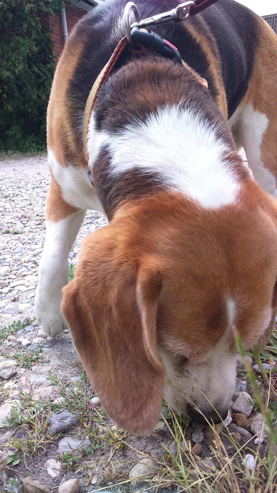 Beagle Scooby billede 4