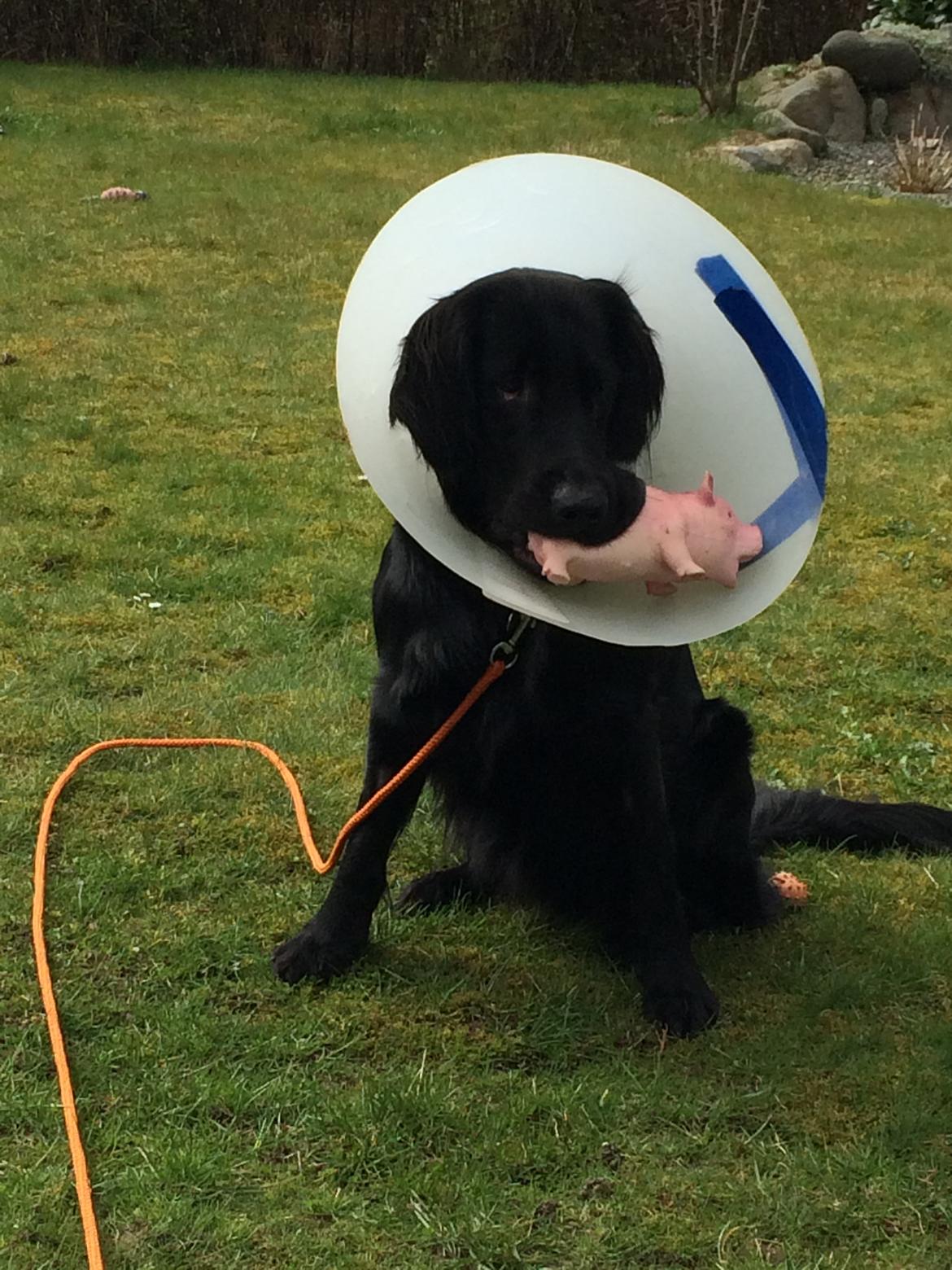 Flat coated retriever Bailey billede 31