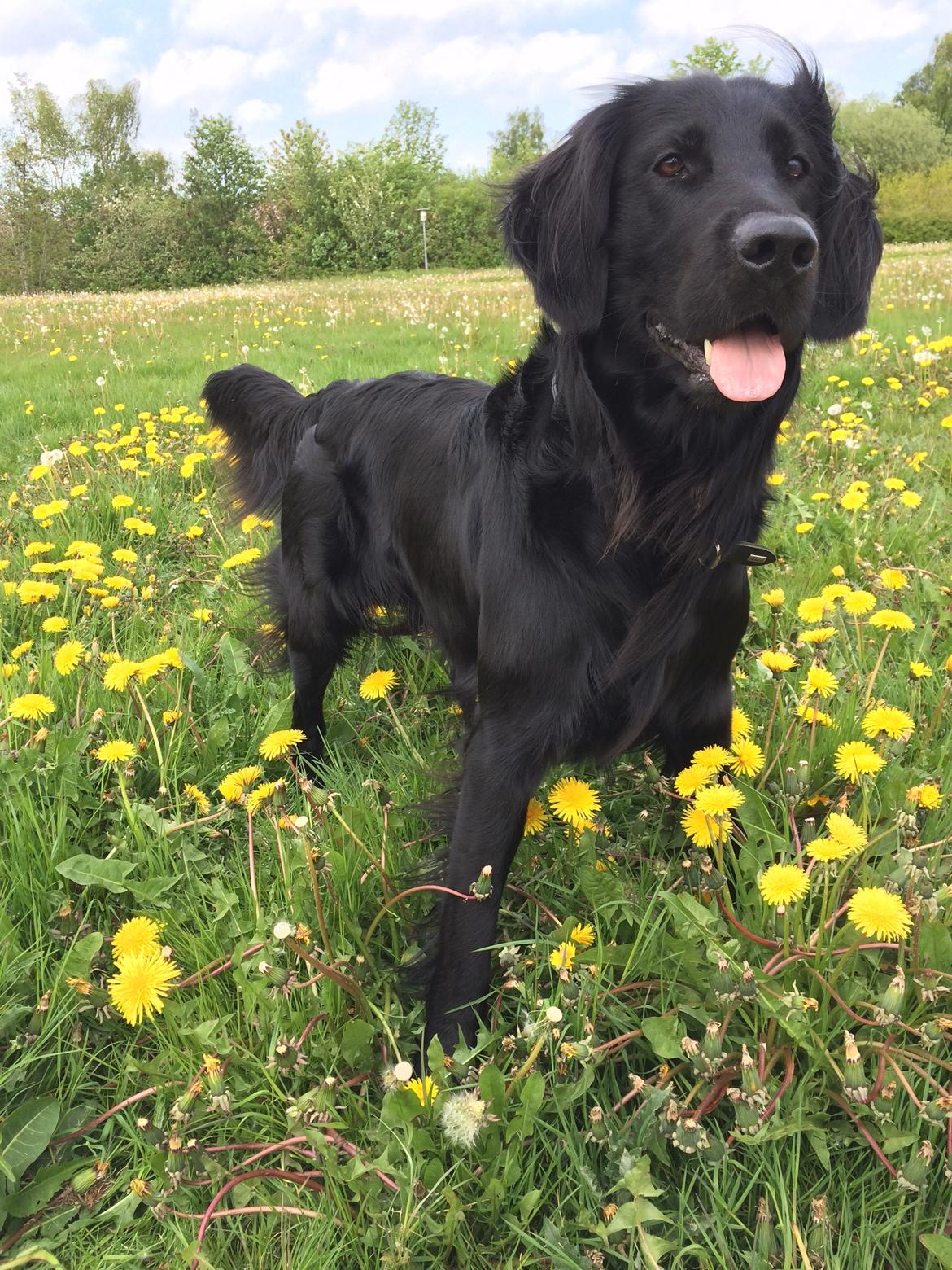 Flat coated retriever Bailey billede 1