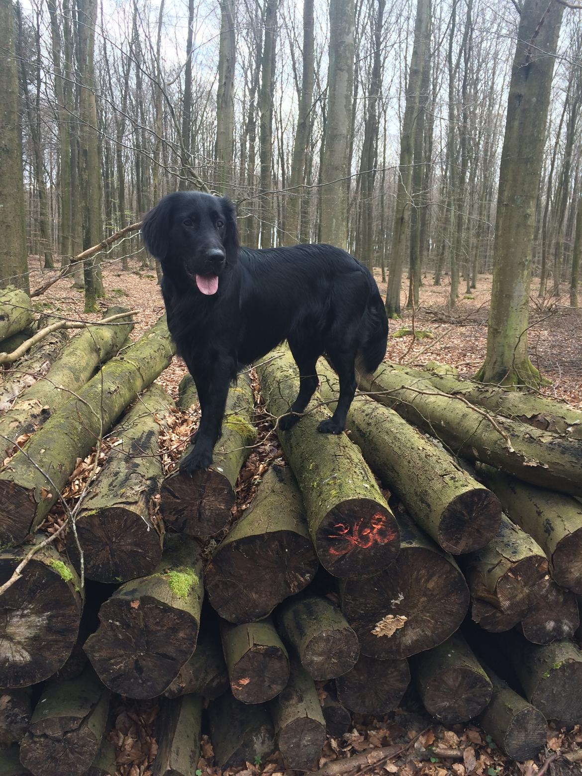 Flat coated retriever Bailey billede 3