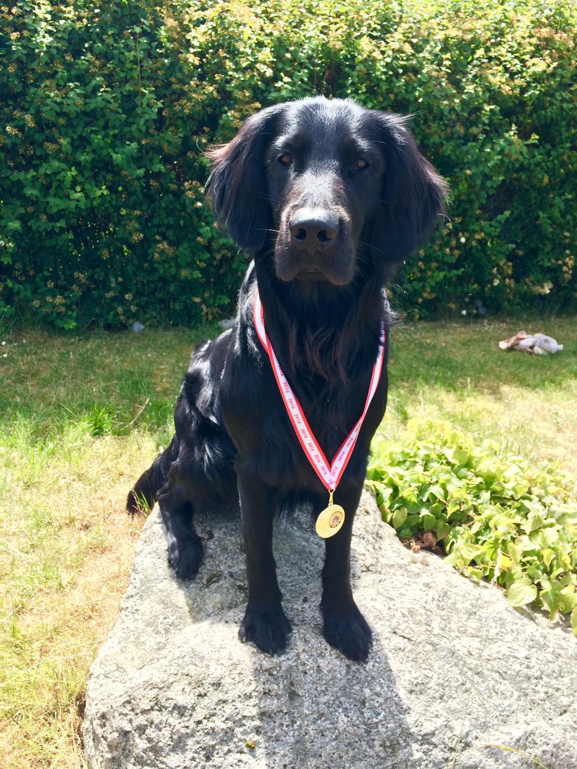 Flat coated retriever Bailey billede 36