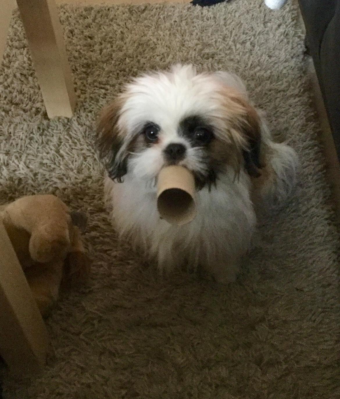 Shih tzu Felix billede 8