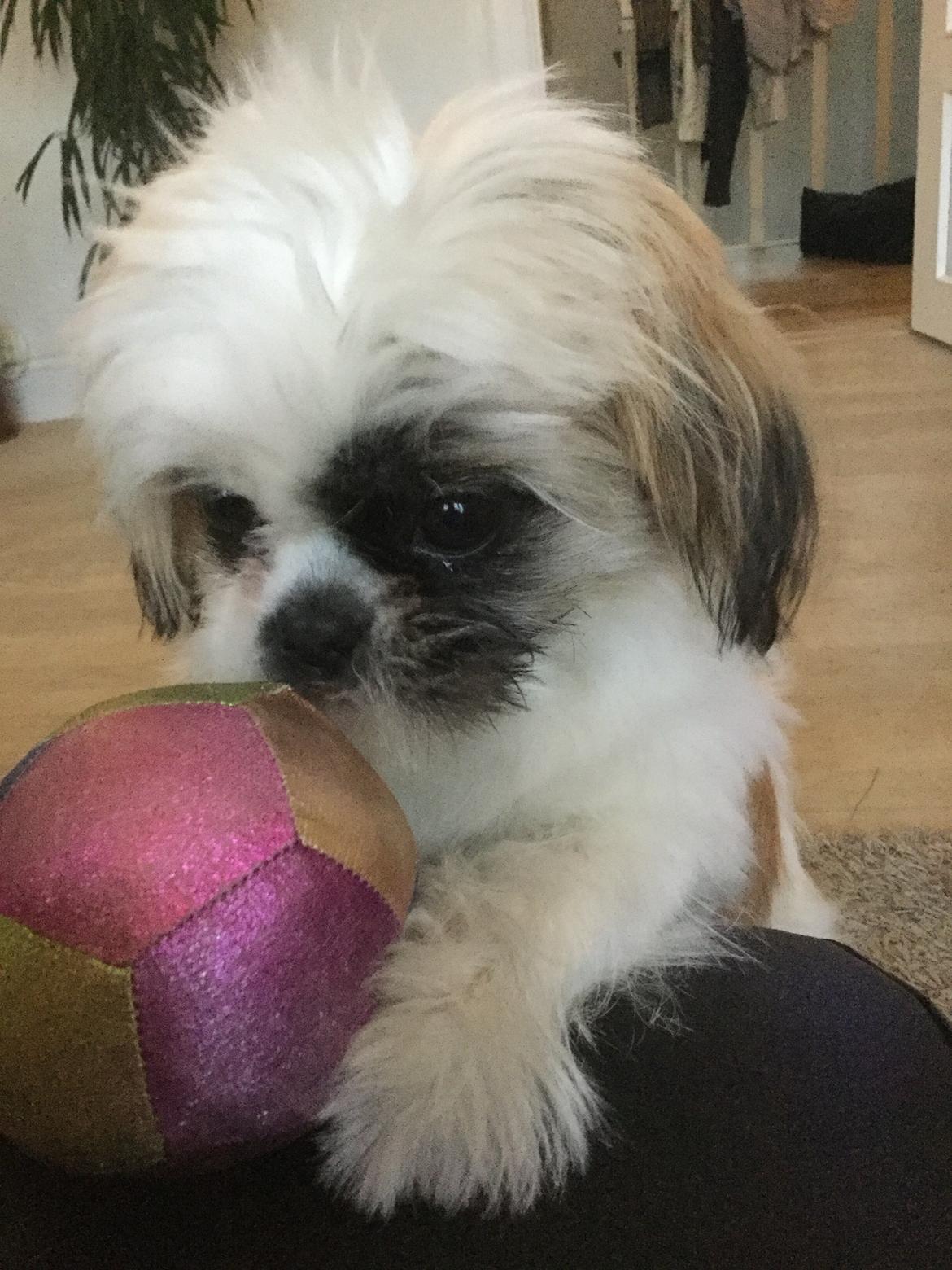 Shih tzu Felix billede 9