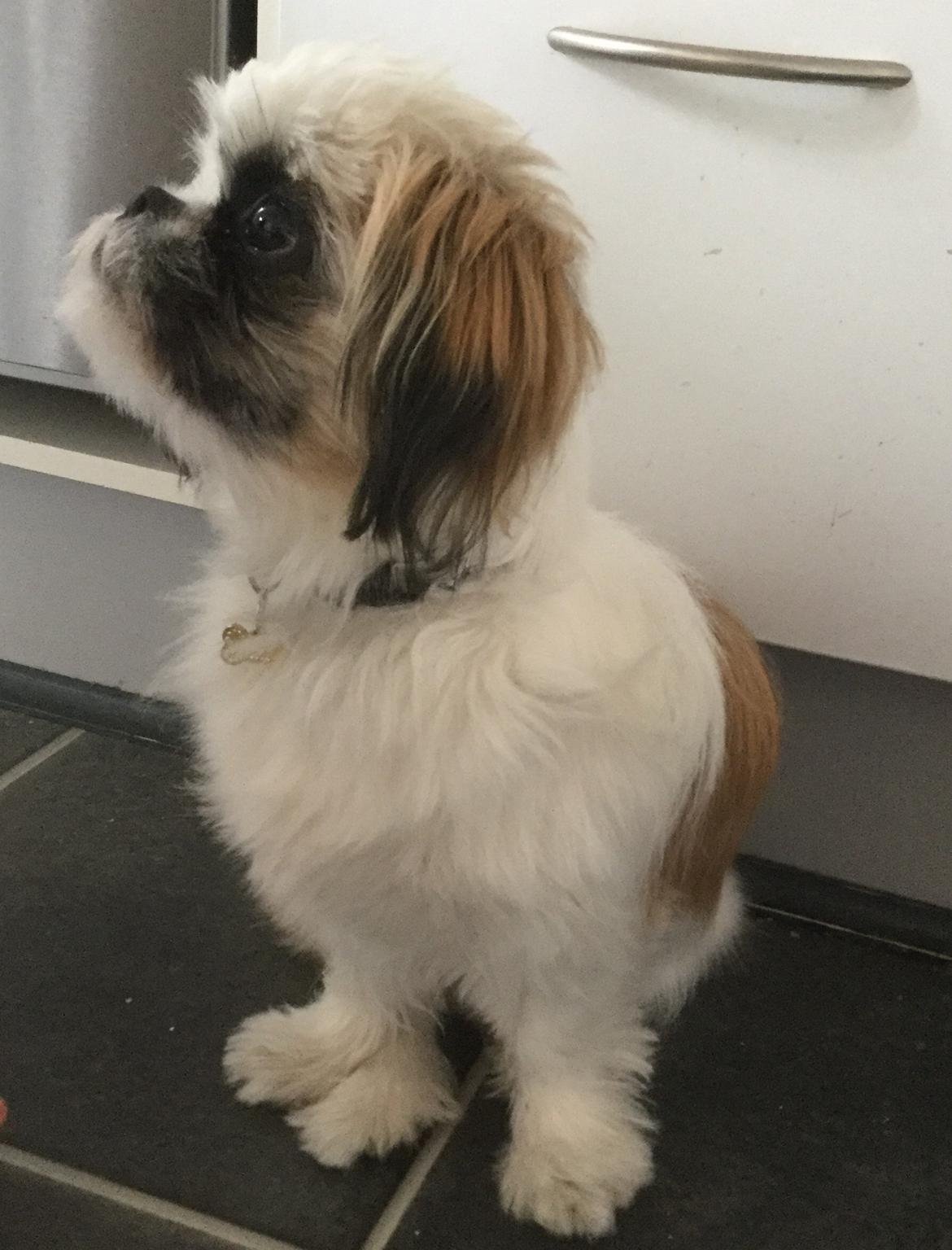 Shih tzu Felix billede 10
