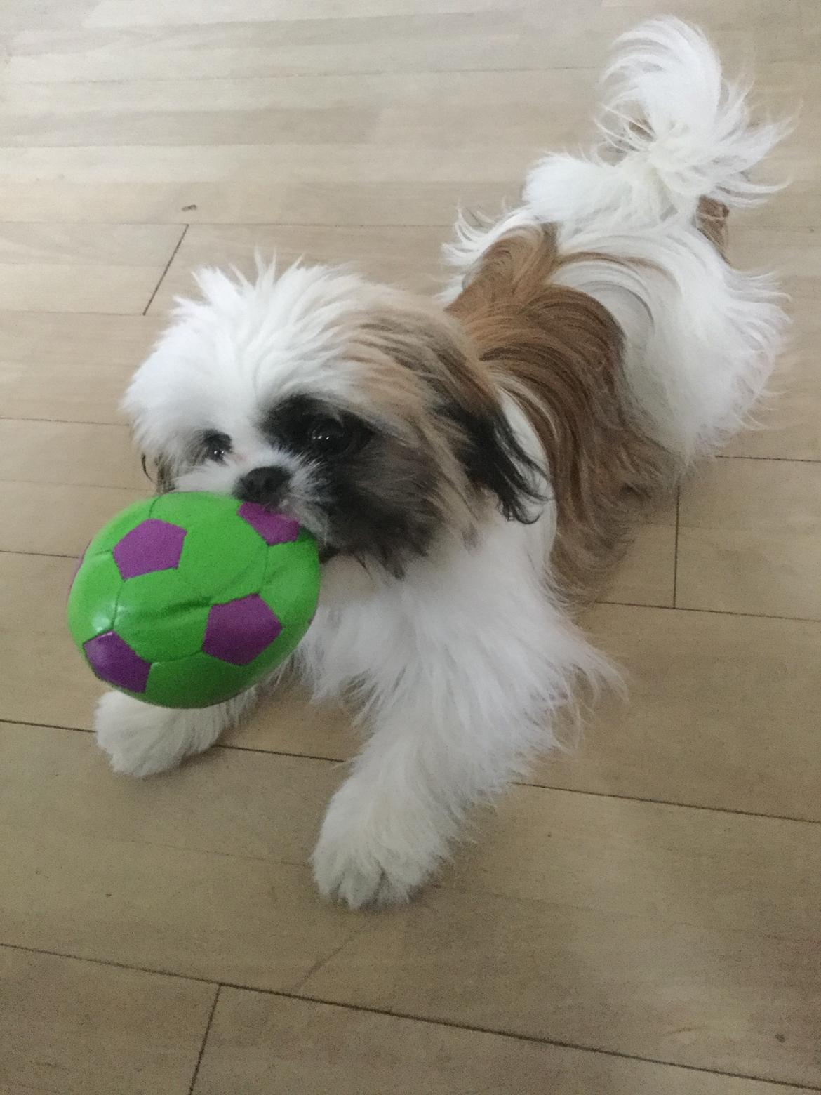 Shih tzu Felix billede 11