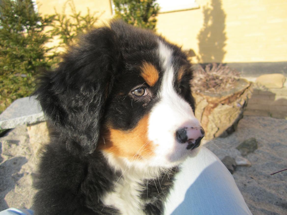 Berner sennenhund Trunte billede 1