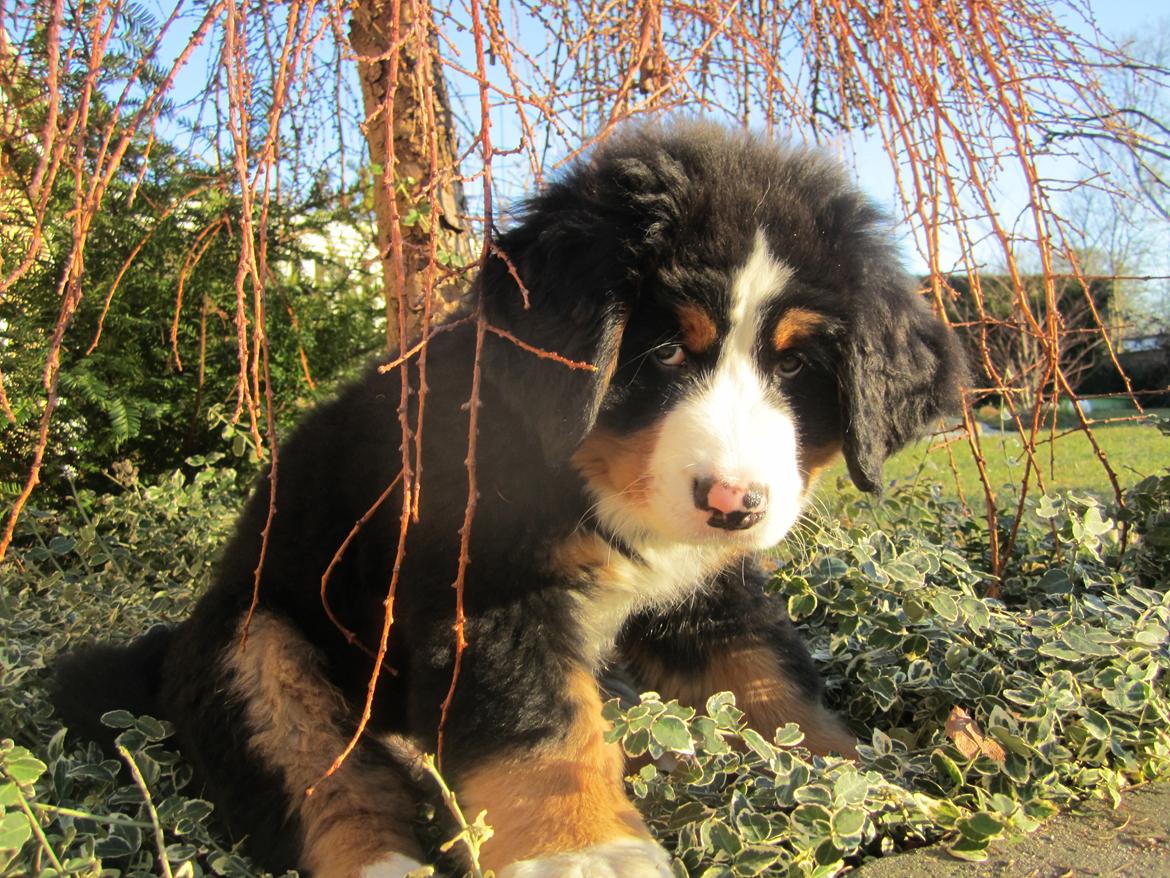 Berner sennenhund Trunte billede 2