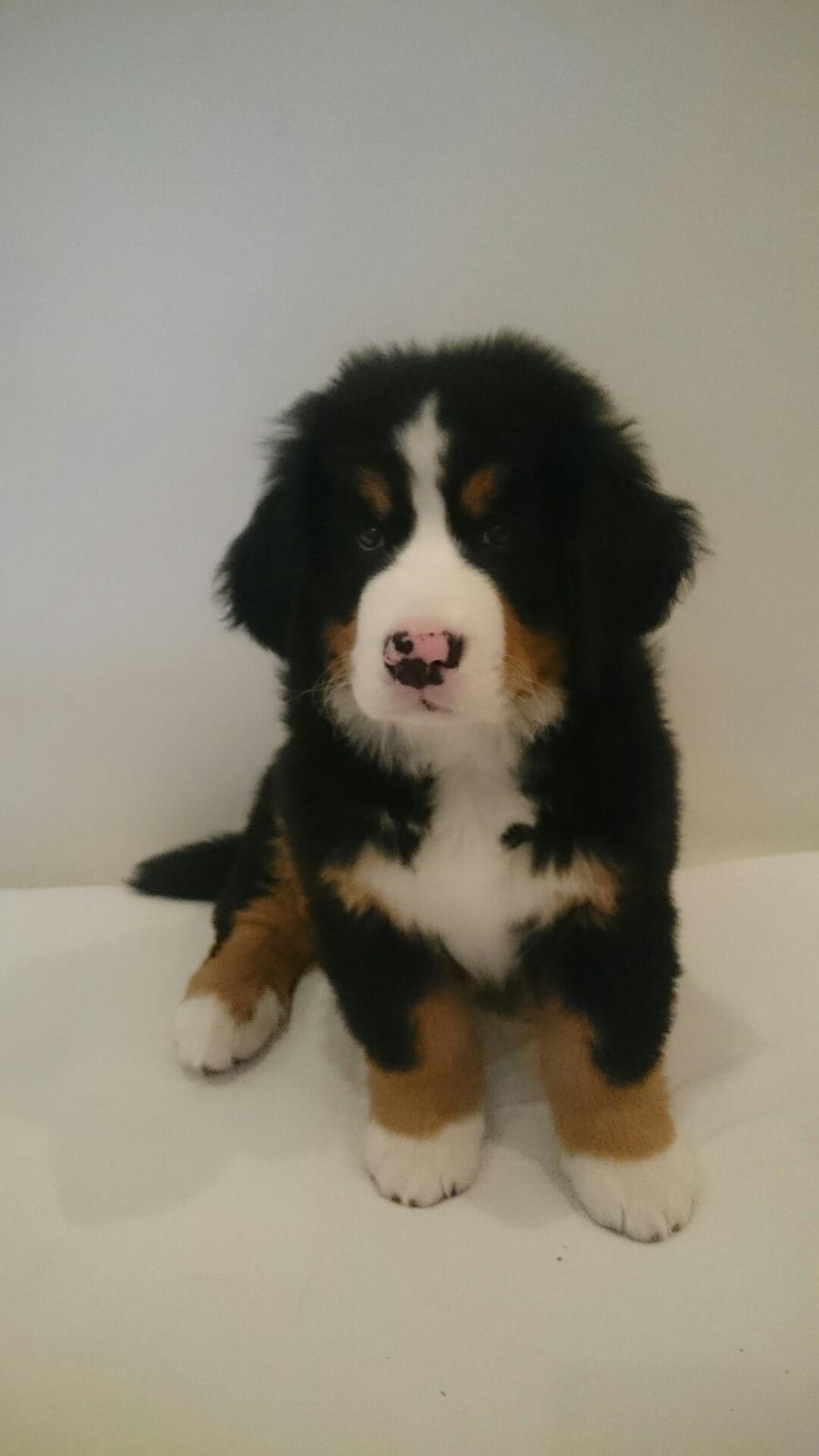 Berner sennenhund Trunte billede 3