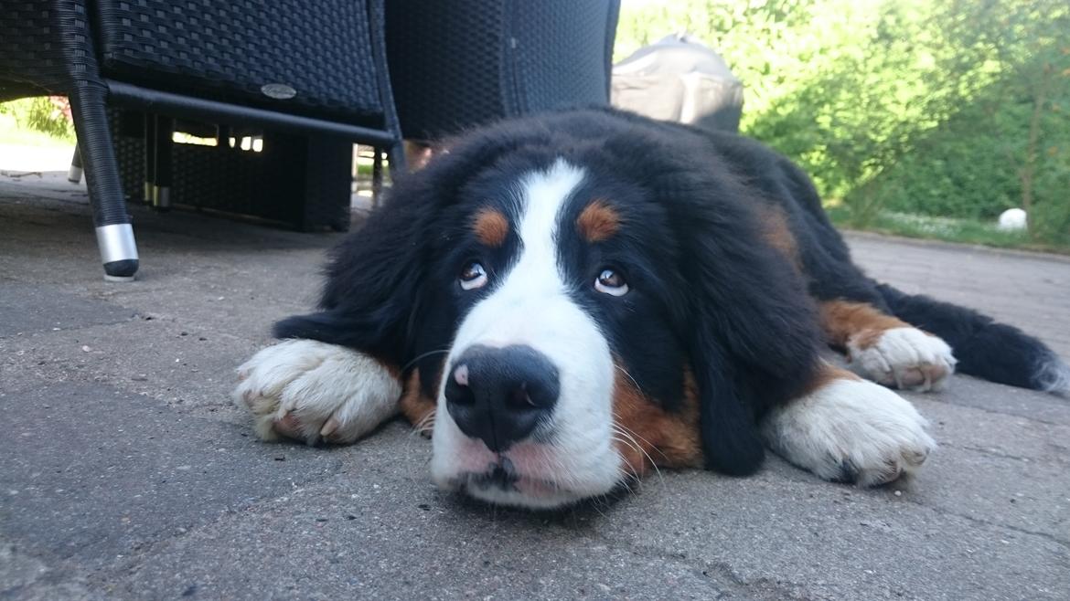 Berner sennenhund Trunte billede 4