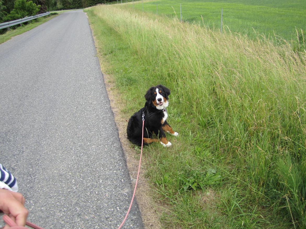 Berner sennenhund Trunte billede 5