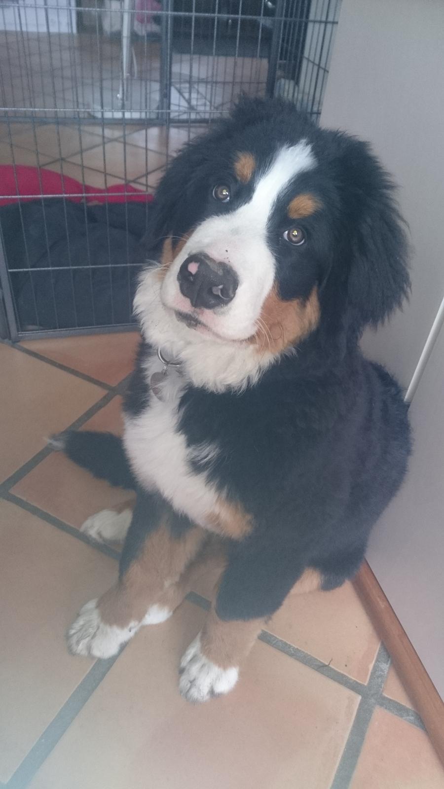 Berner sennenhund Trunte billede 6