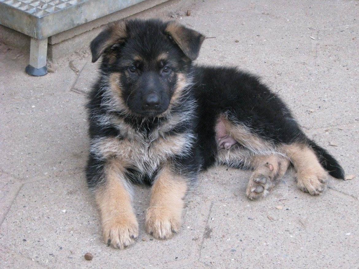 Schæferhund Enzo - 7 uger gammel :-) billede 12