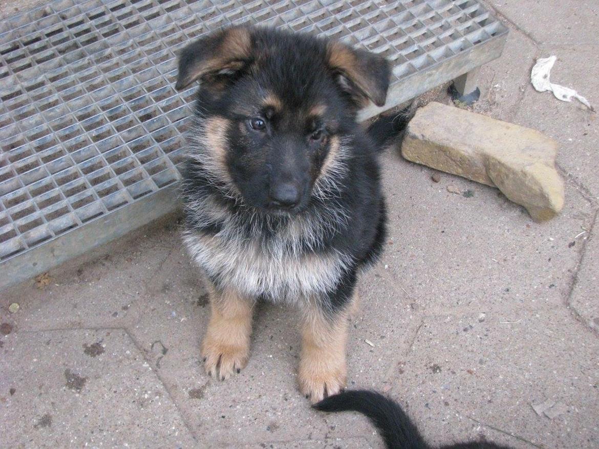 Schæferhund Enzo - 7 uger gammel :-) billede 11