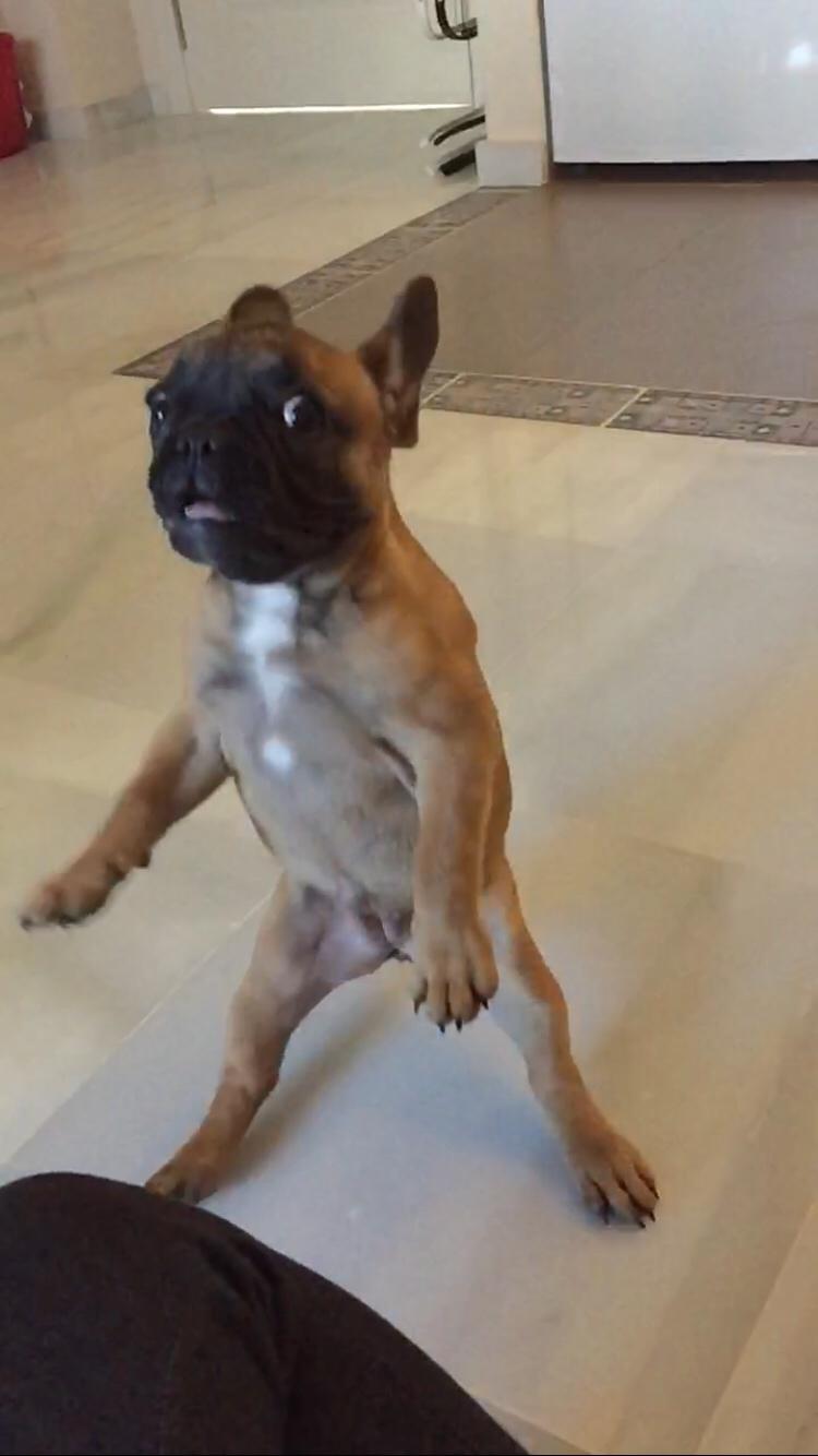 Fransk bulldog Bertha billede 34