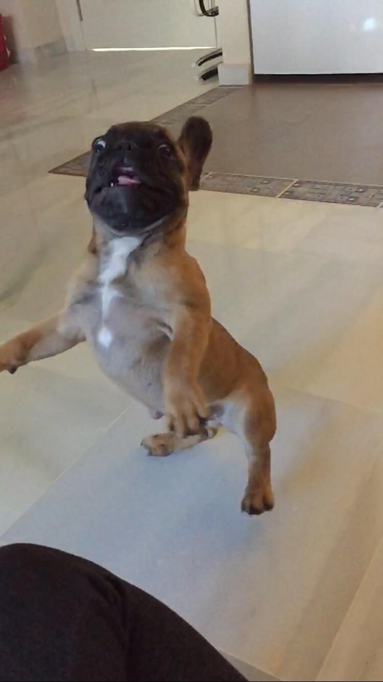 Fransk bulldog Bertha billede 35