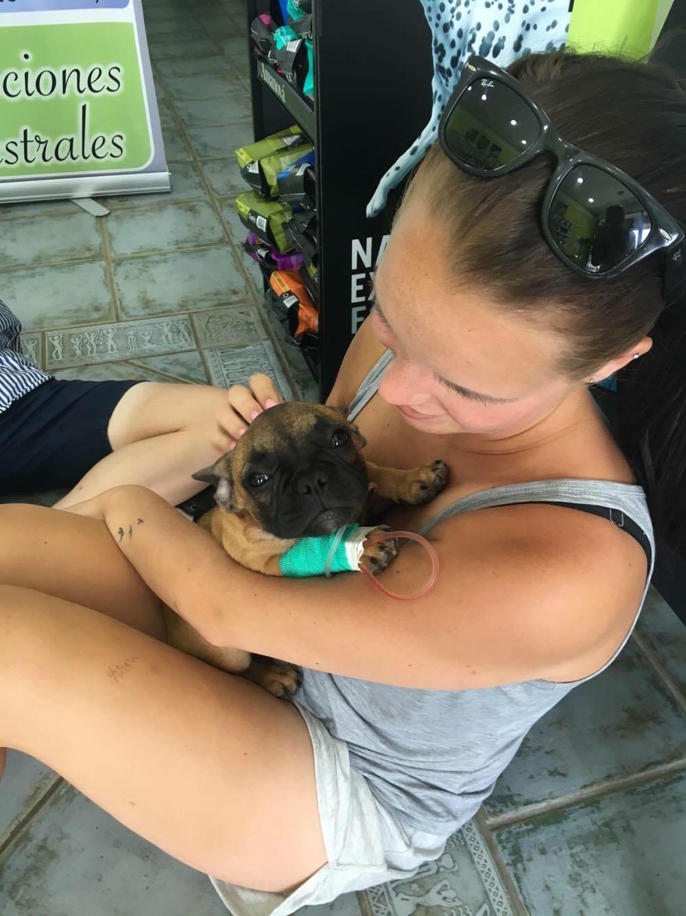 Fransk bulldog Bertha billede 36