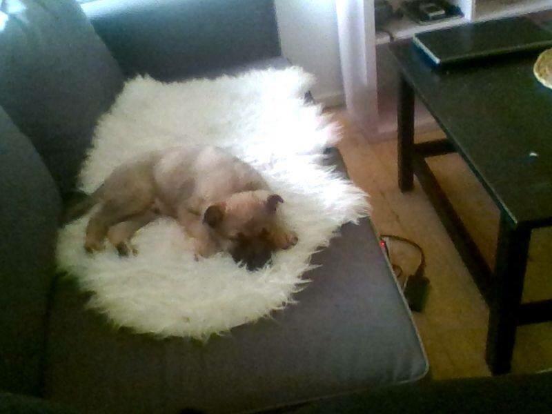 Schæferhund Chino billede 14