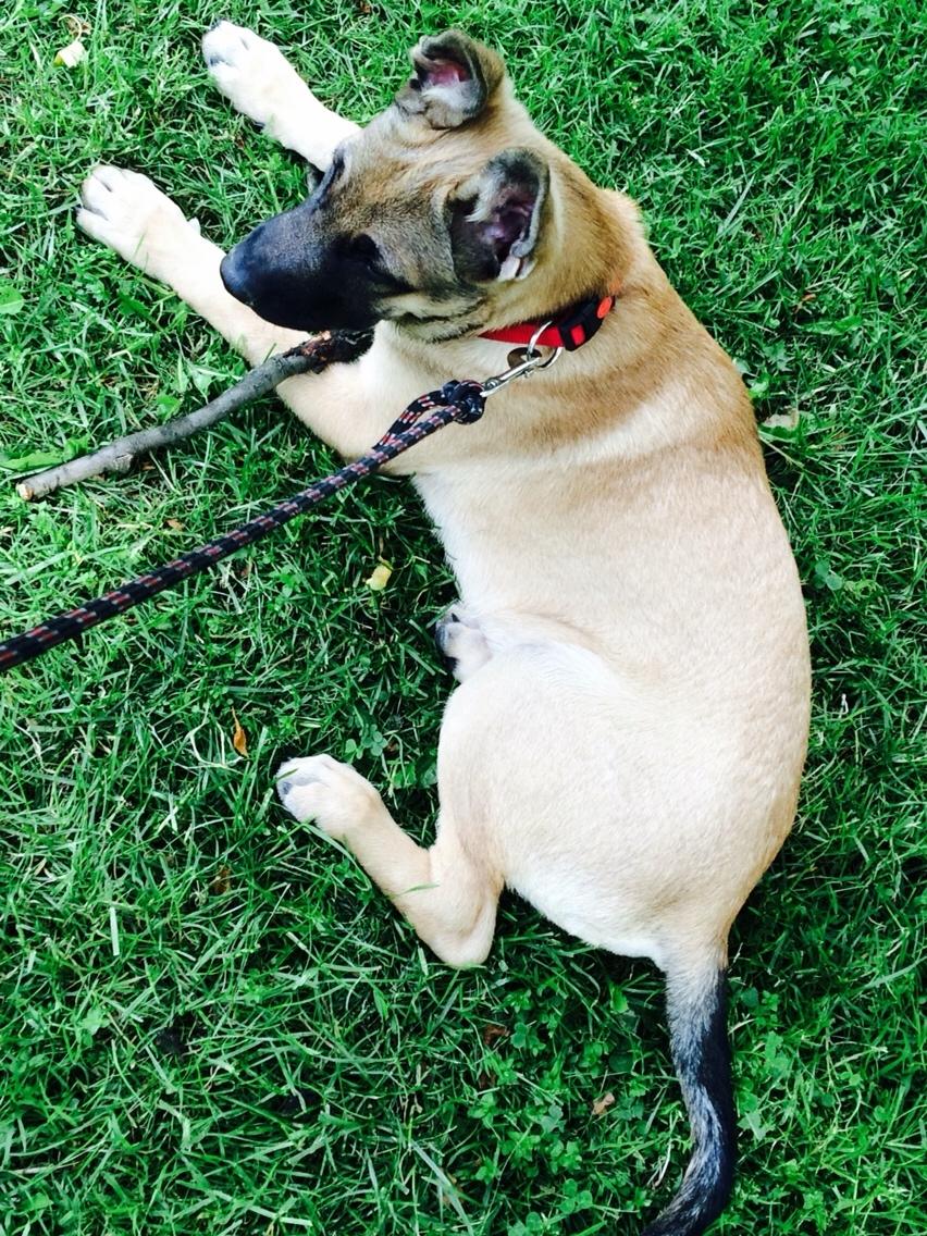 Schæferhund Chino billede 15