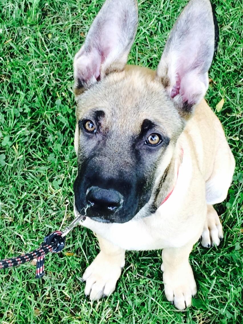 Schæferhund Chino billede 16