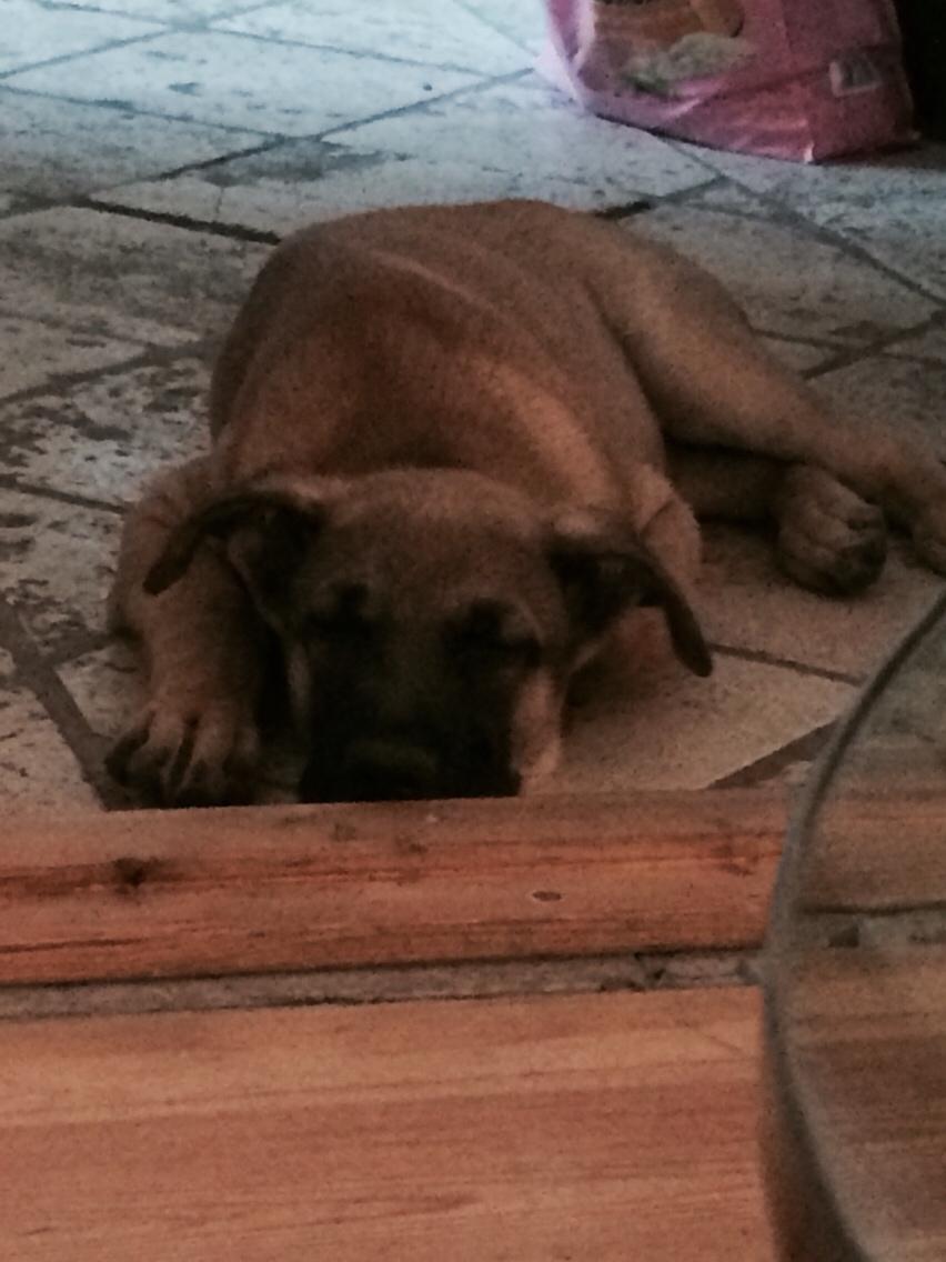 Schæferhund Chino billede 17