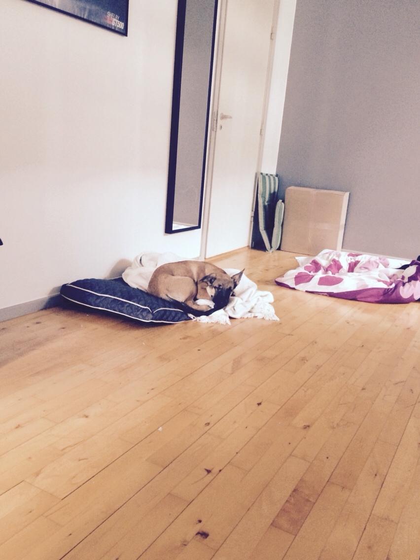 Schæferhund Chino billede 18