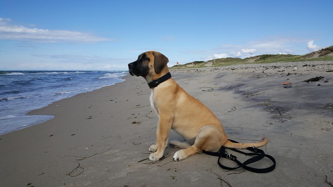 Perro de Presa Canario Crystal Fuerza Bull (Mina) - 14 uger og 4 dage gammel. Vejer 15,8kg. billede 27