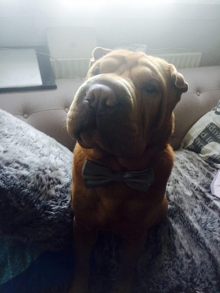 Shar pei Fussi billede 1