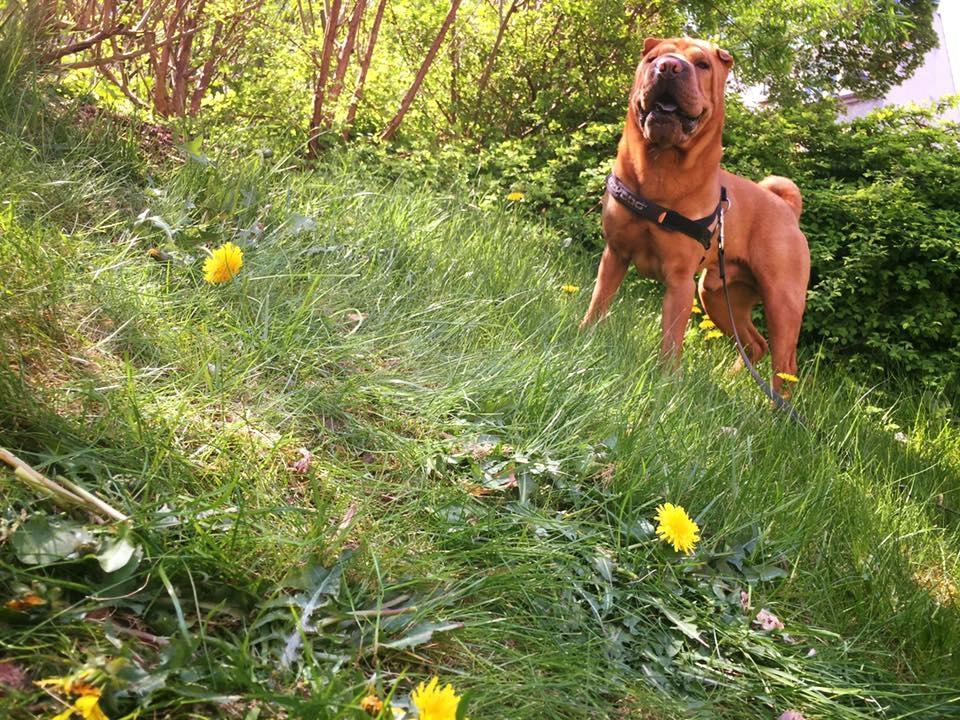 Shar pei Fussi billede 2