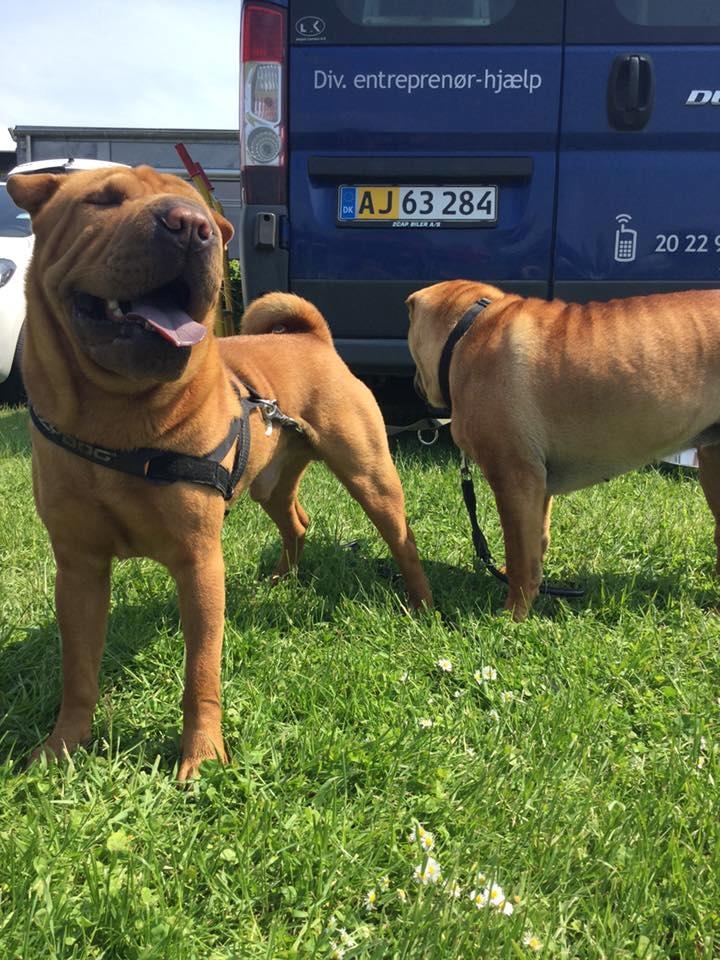 Shar pei Fussi billede 3