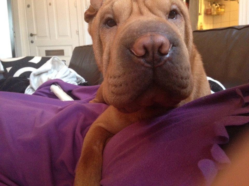 Shar pei Fussi billede 4